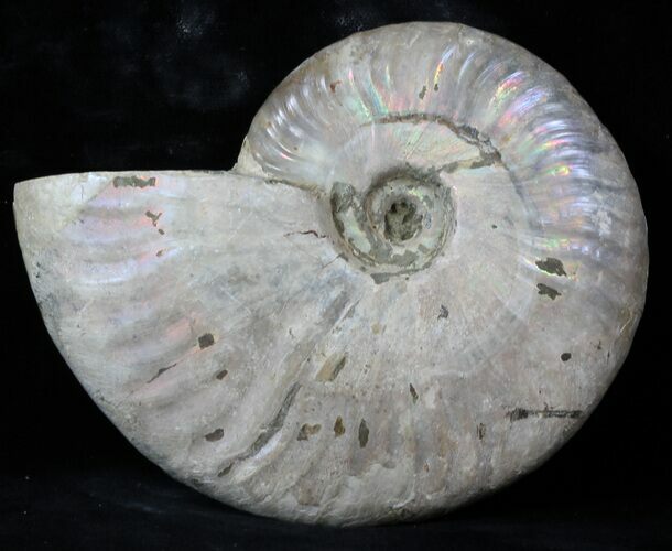 Silver Iridescent Ammonite - Madagascar #36110